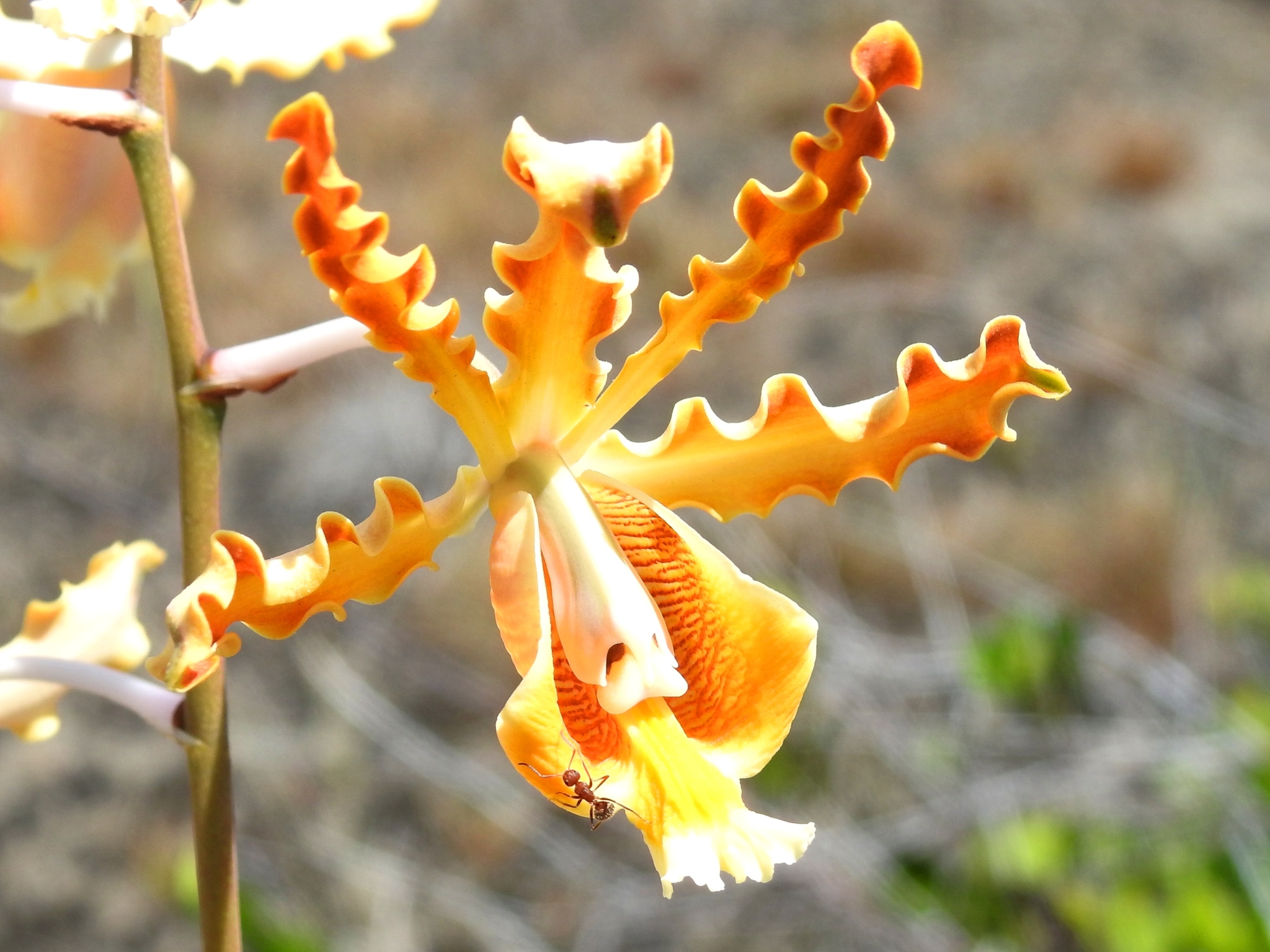 Myrmecophila