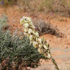 Yucca baileyi