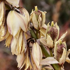 Yucca baileyi