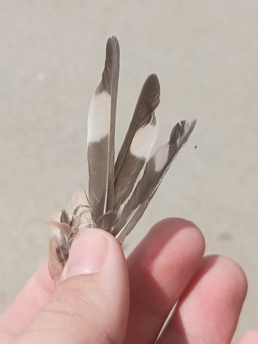 Plume de Hirondelle rustique