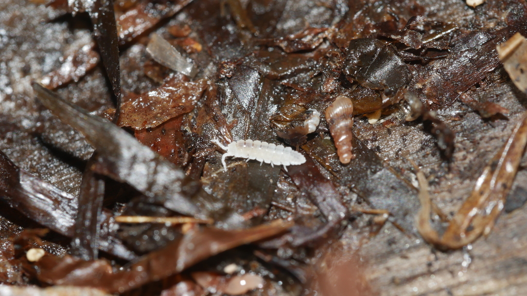 Stenoniscus nestori