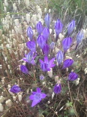 Triteleia bridgesii