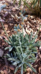 Baculellum articulatum × senecio oxyriifolius tropaeolifolius
