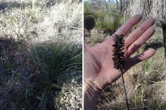 Xanthorrhoea gracilis
