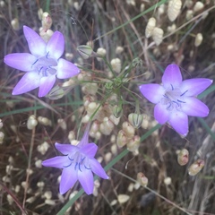 Triteleia bridgesii