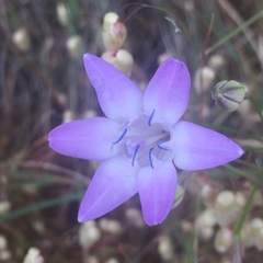 Triteleia bridgesii