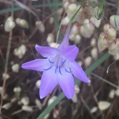 Triteleia bridgesii