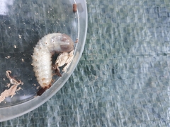 Melolontha melolontha