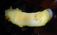 Doriopsilla albopunctata