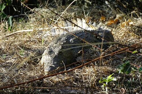 Nile crocodile