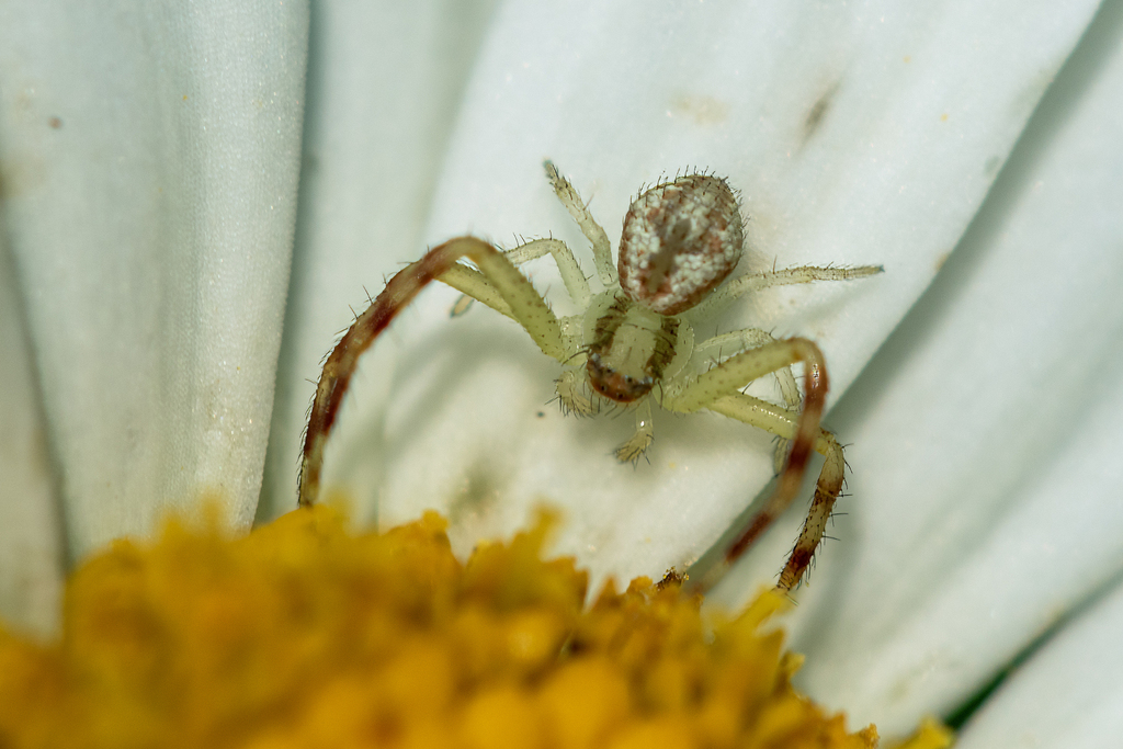 Mecaphesa from La Crescent, MN, USA on July 12, 2024 at 0358 PM by