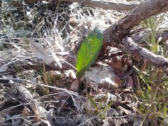 Trichocline spathulata