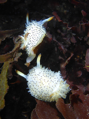 Acanthodoris rhodoceras image