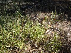 Adenanthos barbiger