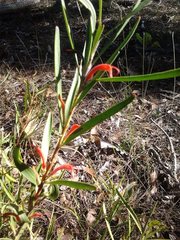 Adenanthos barbiger