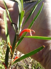 Adenanthos barbiger