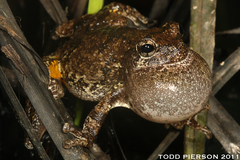 Cope's Gray Treefrog photo 2