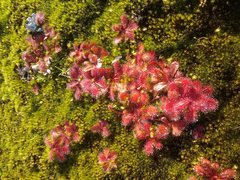 Drosera bulbosa