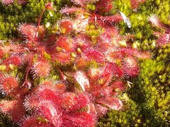 Drosera bulbosa