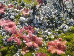 Drosera bulbosa
