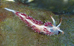 Coryphella cooperi