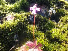 Utricularia multifida