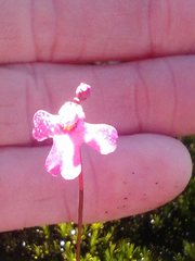 Utricularia multifida