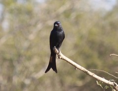 Dicrurus adsimilis fugax