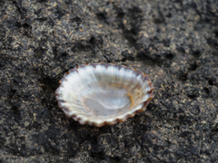 Cellana solida