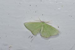 Tanaoctenia haliaria