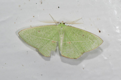 Tanaoctenia haliaria