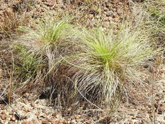 Bulbostylis paradoxa