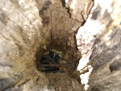 Poecile carolinensis