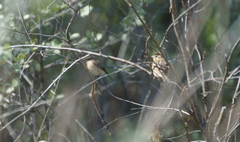 Emberiza