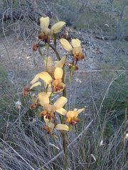 Diuris brumalis