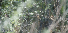 Emberiza