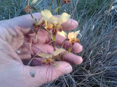 Diuris brumalis