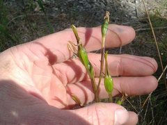 Diuris brumalis