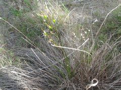 Diuris brumalis