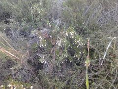 Conostephium pendulum