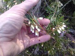 Conostephium pendulum