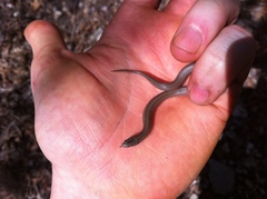 Virginia valeriae elegans