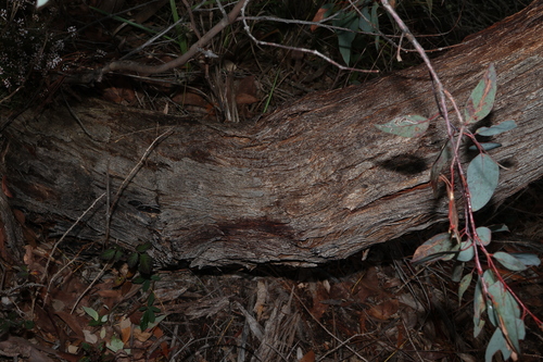 Image of New England Blackbutt (Eucalyptus andrewsii) by (c) Greg Tasney, some rights reserved (CC BY-SA)