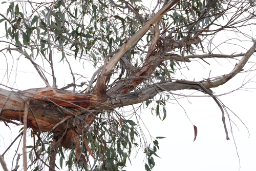 Image of New England Blackbutt (Eucalyptus andrewsii) by (c) Greg Tasney, some rights reserved (CC BY-SA)