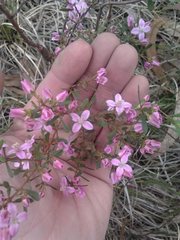 Boronia crenulata