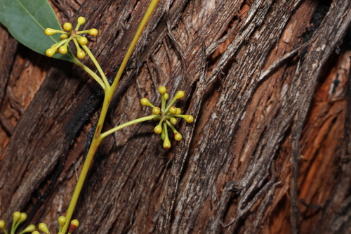 Image of New England Blackbutt (Eucalyptus andrewsii) by (c) Greg Tasney, some rights reserved (CC BY-SA)