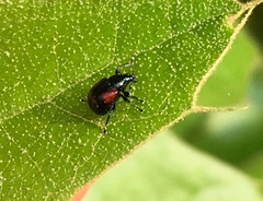 Synolabus bipustulatus