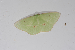 Tanaoctenia haliaria