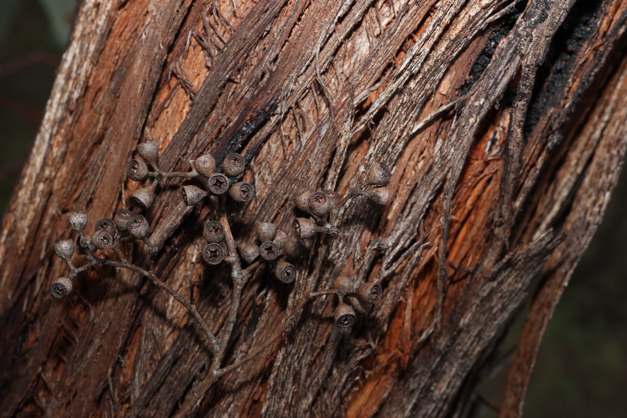 Eucalyptus andrewsii