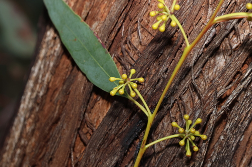 Image of Eucalyptus andrewsii by (c) Greg Tasney, some rights reserved (CC BY-SA)
